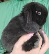 Zakrslý beránek / minilop