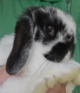 Zakrslý beránek / minilop