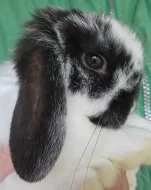 Zakrslý beránek / minilop