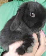 Zakrslý beránek / minilop