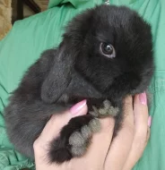 Zakrslý beránek / minilop