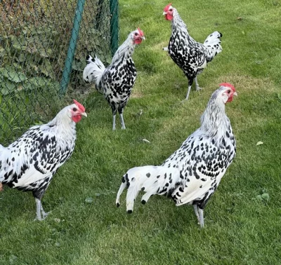 Hamburčanky - násadová vejce