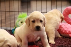Labradorský retriever - CHS Grace Diamond
