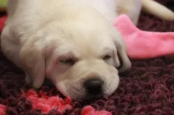 Labradorský retriever - CHS Grace Diamond