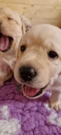 Labradorský retriever - CHS Grace Diamond