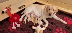 Labradorský retriever - CHS Grace Diamond