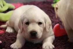 Labradorský retriever - CHS Grace Diamond