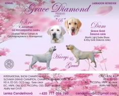 Labradorský retriever - CHS Grace Diamond
