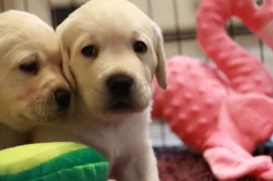Labradorský retriever - CHS Grace Diamond