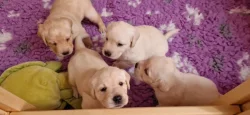 Labradorský retriever - CHS Grace Diamond