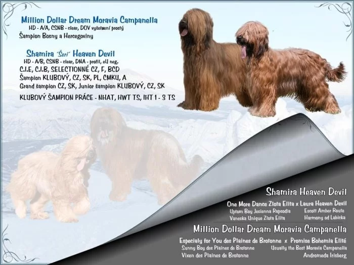 BRIARD - PLAVÁ ŠTĚŇÁTKA