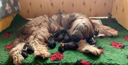 BRIARD - PLAVÁ ŠTĚŇÁTKA