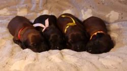 BRIARD - PLAVÁ ŠTĚŇÁTKA