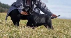 Labradorský retrívr- černá štěňátka s pp