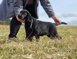 Labradorský retrívr- černá štěňátka s pp