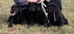 Labradorský retrívr- černá štěňátka s pp