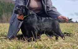 Labradorský retrívr- černá štěňátka s pp