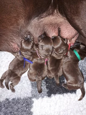 Čokoládová štěňátka labradora s PP