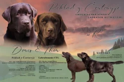 Čokoládová štěňátka labradora s PP