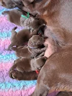 Čokoládová štěňátka labradora s PP