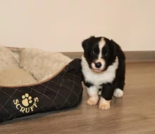 Border kolie pejci s PP