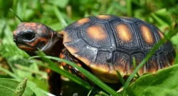 SUCHOZEMSKÉ ŽELVY UHLÍŘSKÉ – vlastní odchov!