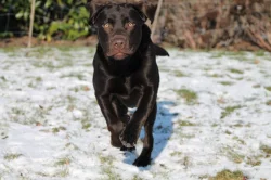 Labrador ke krytí