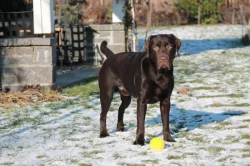 Labrador ke krytí