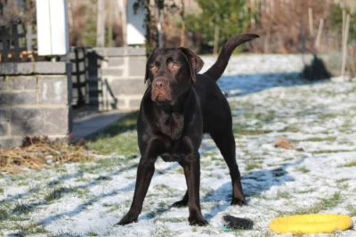 Labrador ke krytí