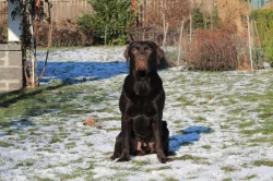 Labrador ke krytí