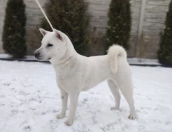 Kishu (Goro bílý pes)