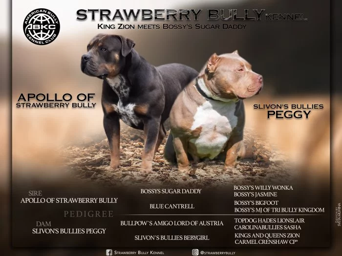 American Bully