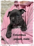 American Bully