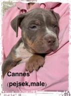 American Bully