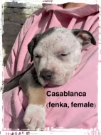 American Bully