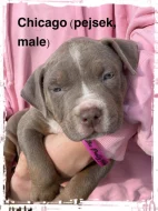American Bully
