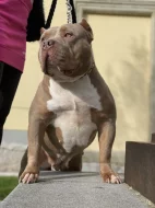 American Bully