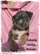 American Bully