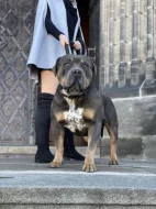 American Bully