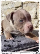 American Bully