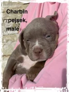 American Bully