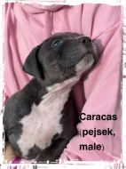 American Bully