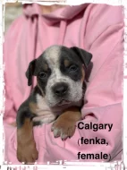 American Bully