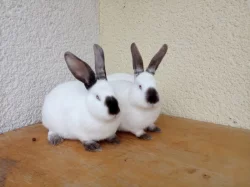 Kříženci Kalifornský a Hyla