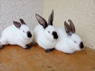 Kříženci Kalifornský a Hyla