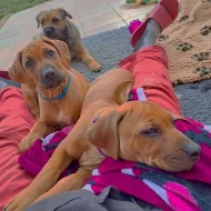 Rhodeský Ridgeback s PP - vymazlený Jeremy právě k odběru