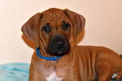 Rhodeský Ridgeback s PP - vymazlený Jeremy právě k odběru