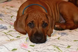 Rhodeský Ridgeback s PP - vymazlený Jeremy právě k odběru