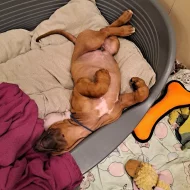 Rhodeský Ridgeback s PP - vymazlený Jeremy právě k odběru