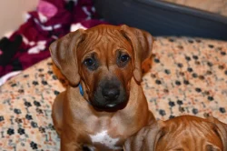 Rhodeský Ridgeback s PP - vymazlený Jeremy právě k odběru